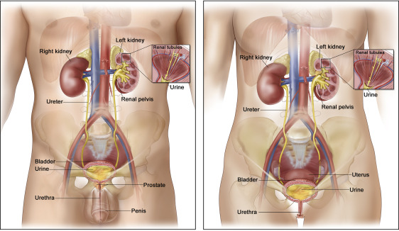 Other Common Genitourinary Surgical Conditions - Velura Clinic